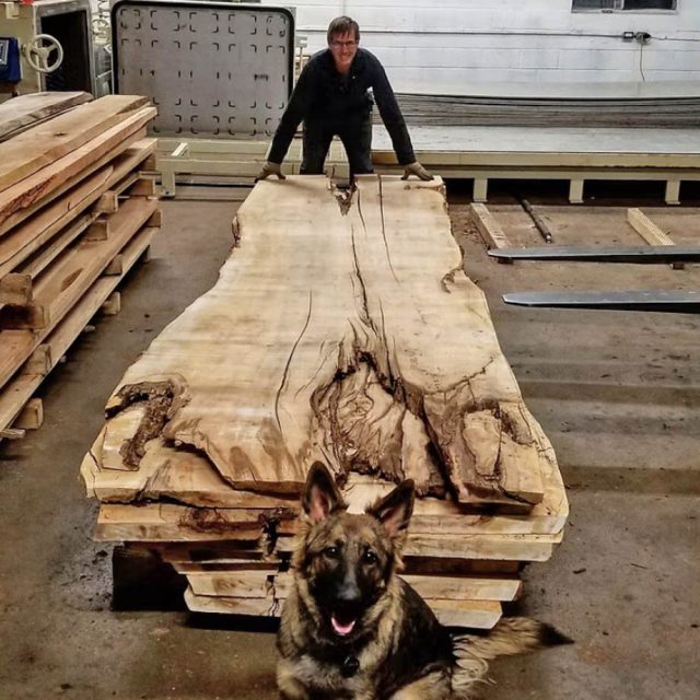 Locally sourced Ontario hardwood live edge slab at the shop